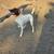 German shorthead pointer 5 thumbnail