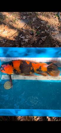 Koi fish 1