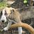 Outdoor Rescued puppies 4 thumbnail