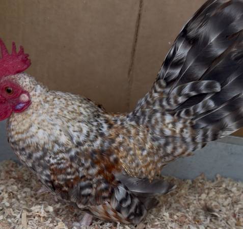 Pollos crell corto 1