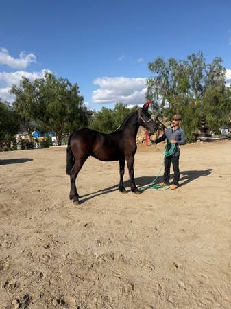 Potrillo Warlander 1