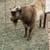 Nigerian Dwarf Buck 2 thumbnail