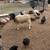 Dorper ewe 2 thumbnail