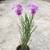 Orchids (ground orchids): Spathoglottis, Epidendrum About 20 varieties 24 thumbnail