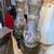 Pair Antique Hand Painted Urn Shade Table Lamp Lights 6 thumbnail