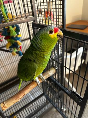 1 year old Red lored amazon 1