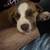 Pit mix 4 thumbnail