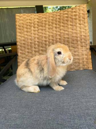 Holland lops 1