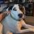 Missing dog 1 thumbnail