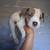 American pitbulls 4 thumbnail