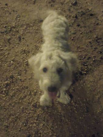 Found Dog 1