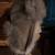 Wolf/Moose Musher Hat 1 thumbnail
