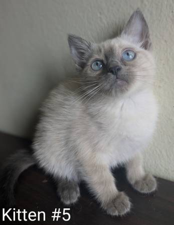 Needs A New Home (Brooklyn)64193811761411121