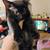 Kittens available 2 thumbnail