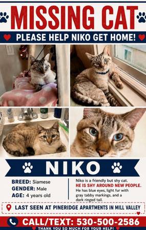 Missing Siamese Cat -Last seen at Pine Hill Rd @ Shoreline 1