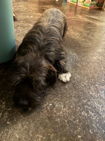 ? 1-Year-Old Terrier Needs an Experienced New Home ? (Fort Smith)