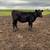 American Aberdeen Replacement Heifers 5 thumbnail
