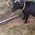 Nigerian Dwarf Doe 3 thumbnail