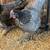 Pullets 5 1/2 - 6 months old 3 thumbnail