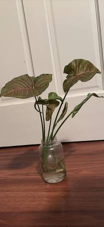 Pink syngonium plant 1