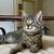 Lovely male kitten to a good home - we can deliver to loving home 1 thumbnail