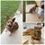 German shepherd female 1 thumbnail