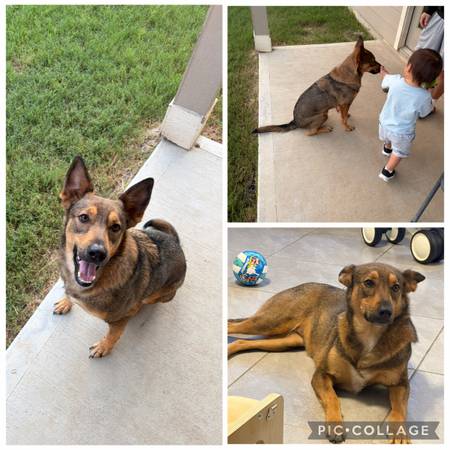 German shepherd female 1