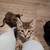 Rehoming Kittens 7 thumbnail
