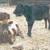 Steers 11 thumbnail