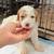 Mini Goldendoodle Puppies 15 thumbnail