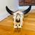 HORN STEER SKULL  BULL BISON HORN MOUNTED HEAD 13 thumbnail