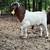 Goats sheep lamb 4 thumbnail
