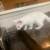 Kittens 4 thumbnail