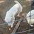 Guardian dogs 1 thumbnail