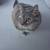 Snickers is looking for her forever home 3 thumbnail