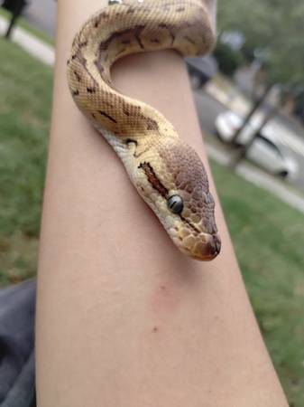 Python ball Lemonblast (Washington)531360402522787846