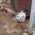 Roosters (friendly) 2 thumbnail