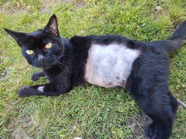 Lost black cat-shaved side (Landover Sharmel)