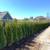 Cedar Trees For Sale - Beautiful, Disease Free Hedges 5 thumbnail