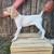 German Shorthaired Pointer 3 thumbnail