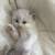 RAG DOLL KITTENS 17 thumbnail
