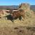 Longhorn herd dispersal 1 thumbnail