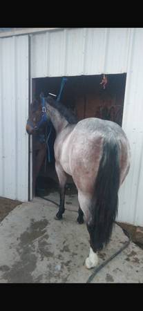 Bay roan 1