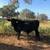 Young Black Angus/Brangus Bulls 8 thumbnail