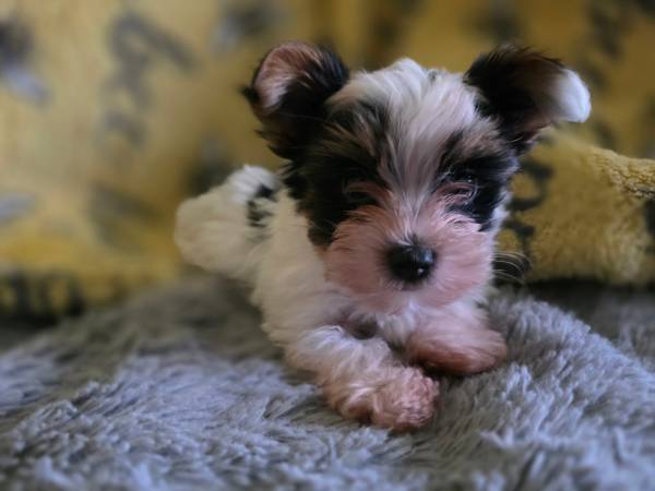 Tea cup yorkie puppies (Chester)