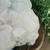 Apophyllite Crystal Cluster approx 25 lbs 7 thumbnail