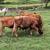 Organic Beef Cattle 5 thumbnail