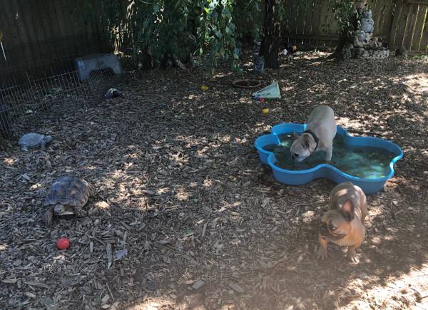Cuidado de Mascotas (Beaverton)