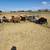 Sheep 2 thumbnail