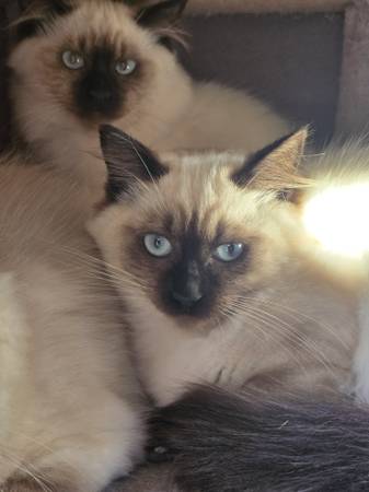 Kittens need home (Graham)63874560701699122